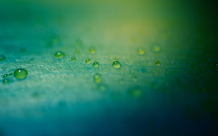 microphotography of water drops on green surface HD wallpaper